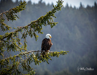 Eagle Eye