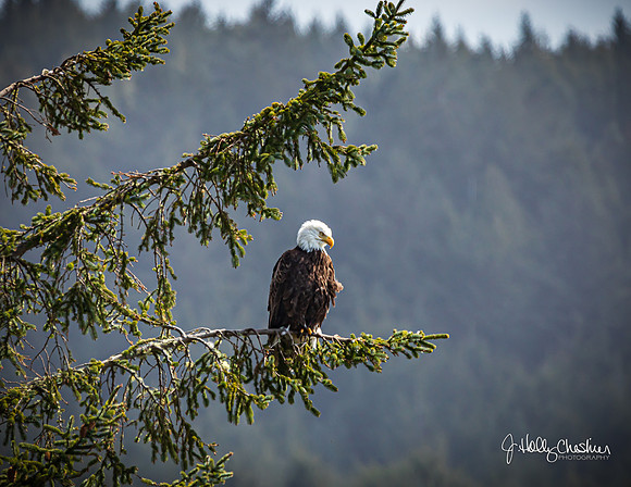 Eagle Eye