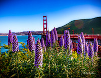 Sky Lupine at the Golden Gate Bridge
