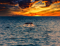 Sunset Whale-3