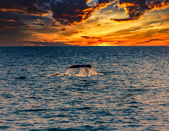 Sunset Whale-3