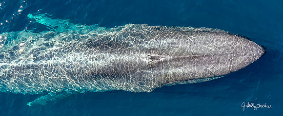 Blue Whale